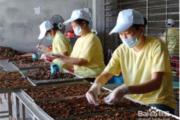 怀孕可以吃槟榔吗